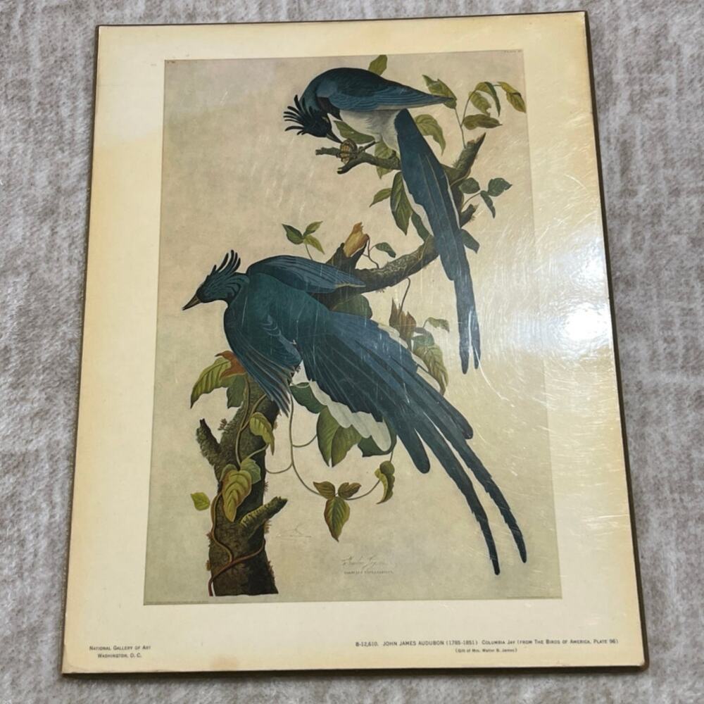 John James Audubon 1785-1851 Columbia Jay From The Birds of America Plate 96
